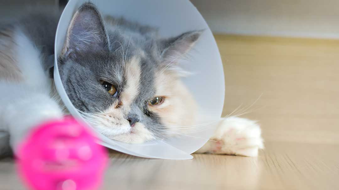 Post-Operative Care for Your Pet
